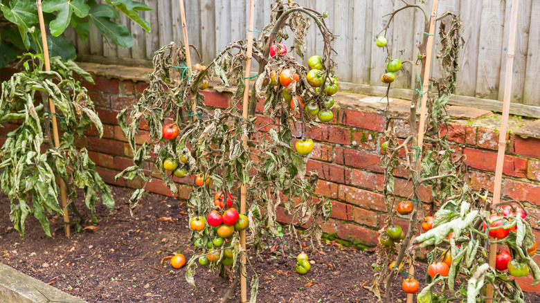 Vine tomato plants wilted with blight disease