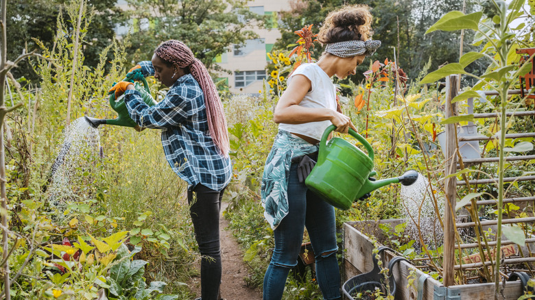 Two women watering their gardens