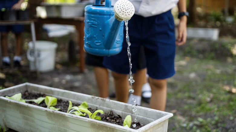 Mid section shot of schoolboy with water can giving water to potted sapling in the school garden during an agriculture class