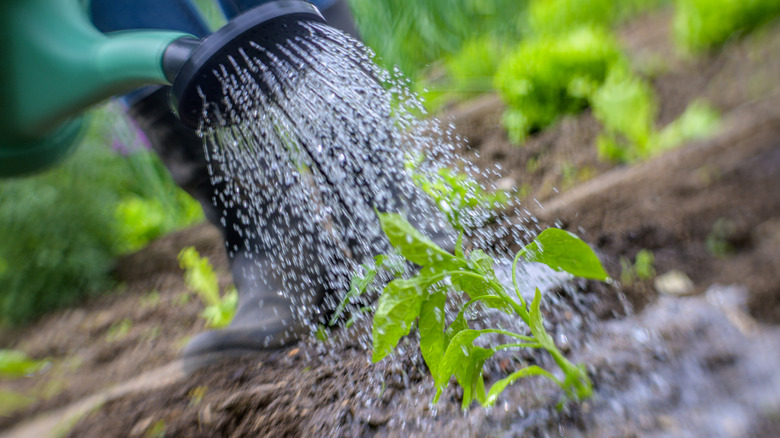 Watering seedlings with watering can in vegetable garden