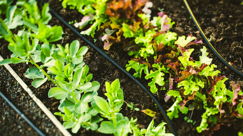 Raised garden beds in a homes back yard, fresh lettuce and snap peas sprouting up through the soil. A soaker hose irrigation system lines the bed.