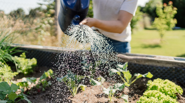 Gardener using a watering can on a garden bed