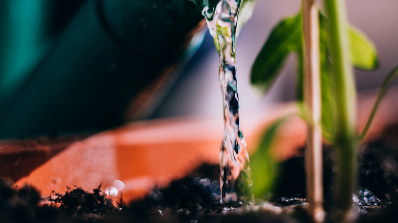 Close up of gardener watering the soil next to a plant