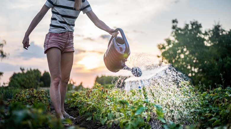 Woman watering her garden in the morning