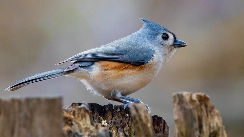 Tufted titmouse perched on wood