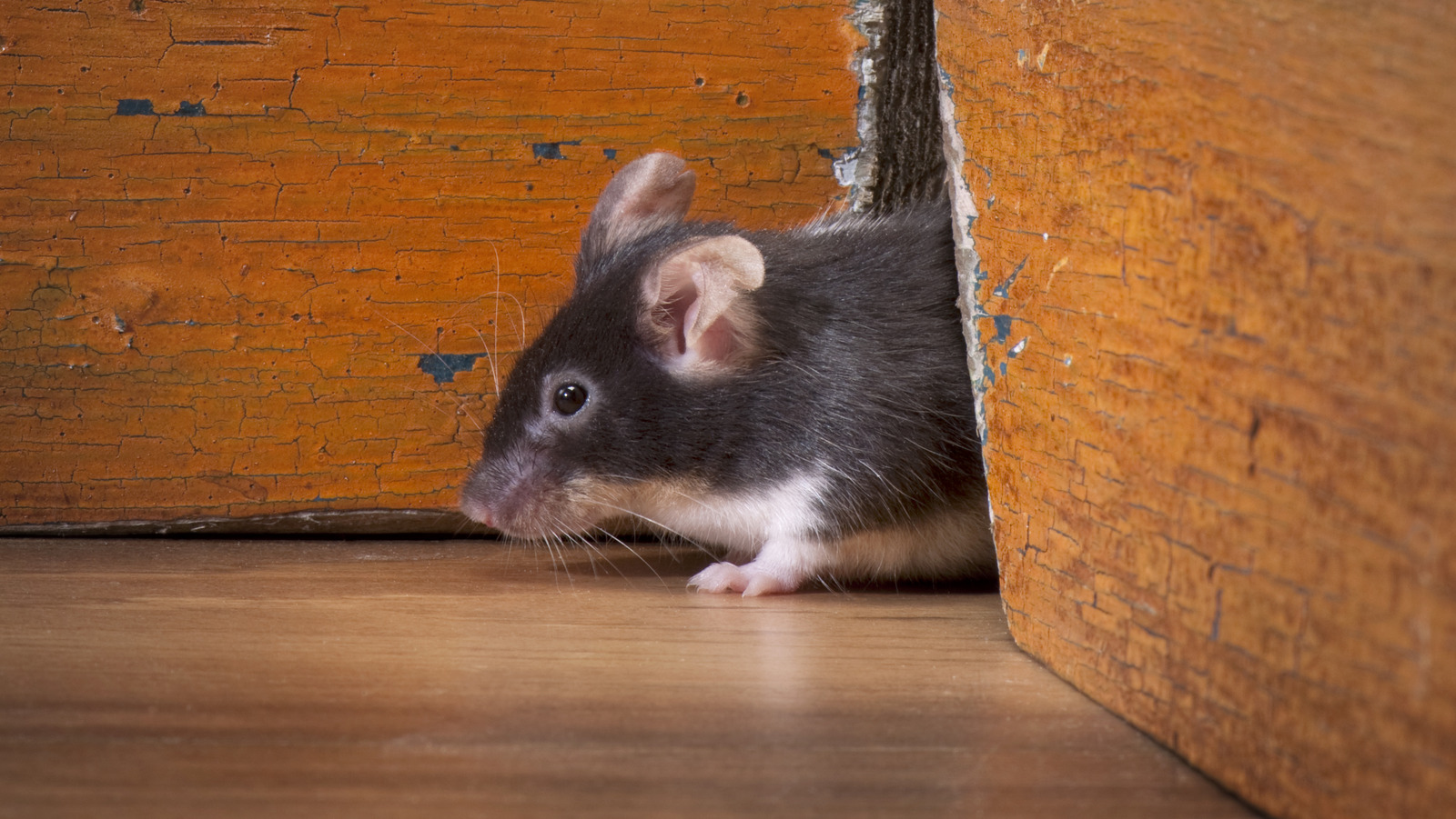 Essential Tips To Get Rid Of Mice In Your Walls Like A Pro