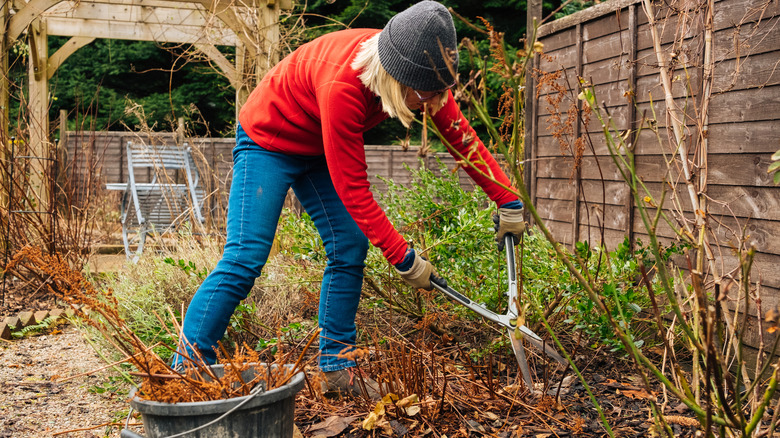 Woman in red sweater, jeans, and a black hat doing fall clean up in the garden with shears