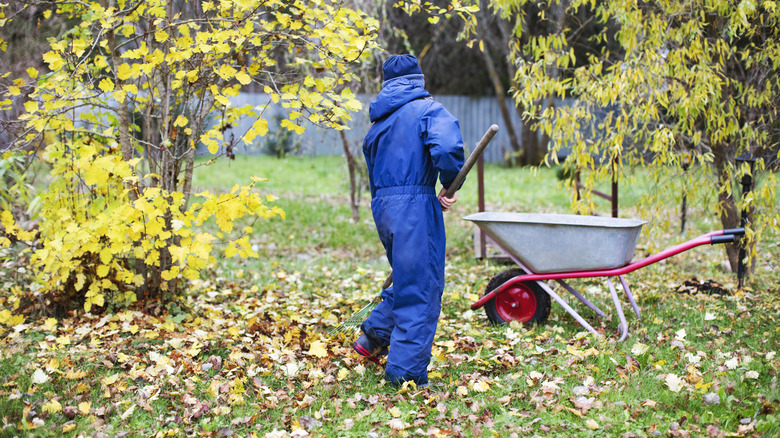 Raking up leaves in fall with a leaf rake and wheelbarrow