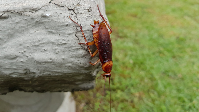 A palmetto bug sits on a rock