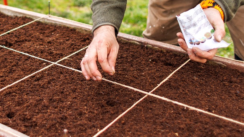 Close-up of a hand dropping seeds into a hole made in a raised garden bed