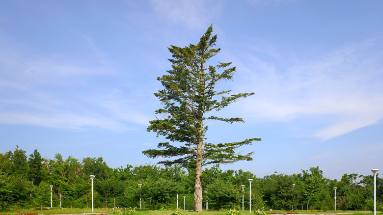 a Korean pine in a park