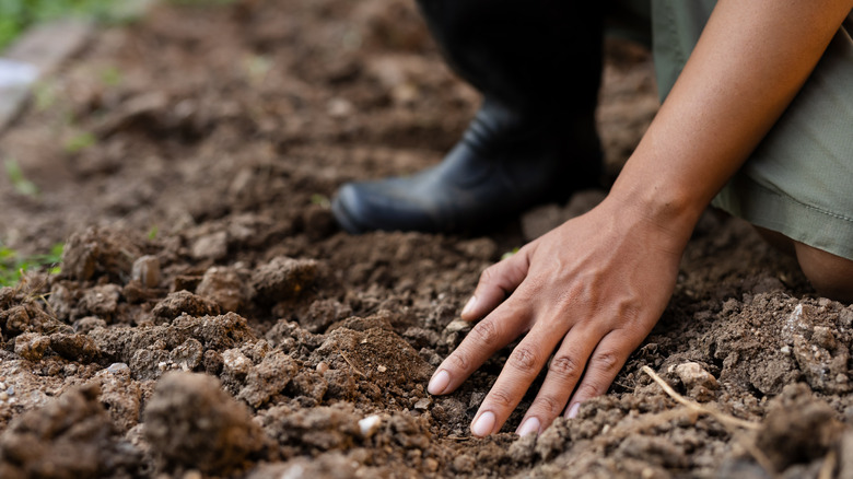 a gardening expert checking soil health and quality