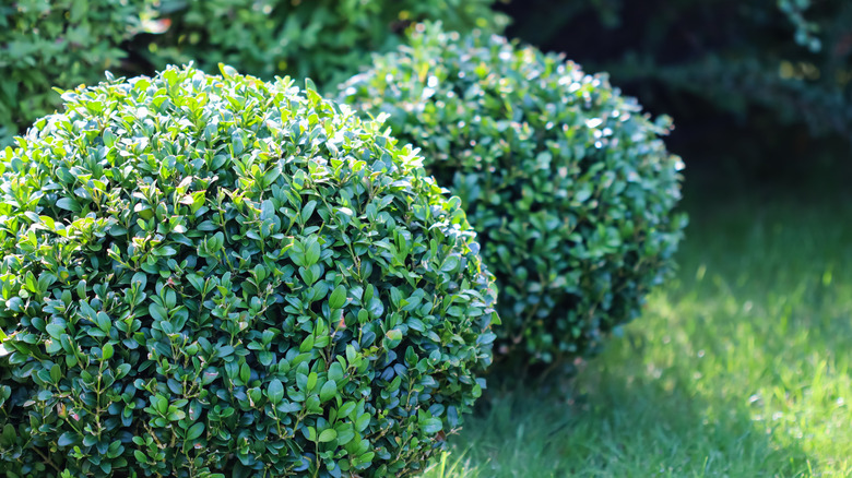 boxwood shrubs