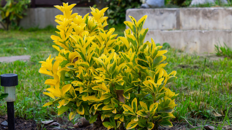 Variegated euonymus bush