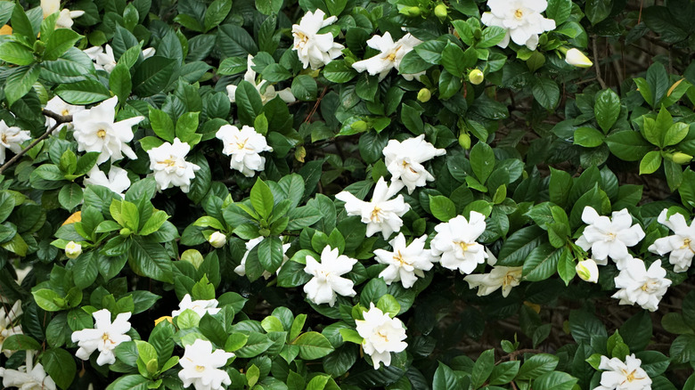 Blooming gardenia bush