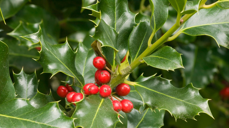 Holly close-up