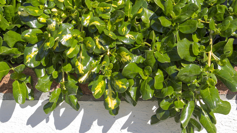 mirror plant