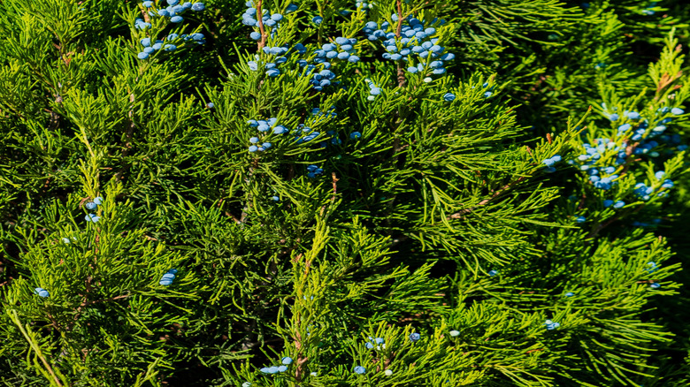 Bright blue juniper berries