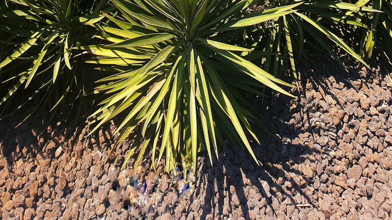 yucca plants