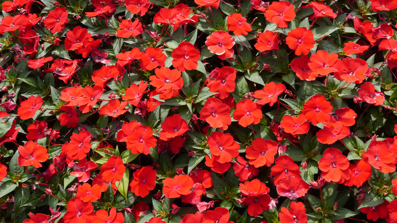 Red SunPatiens flowers outside