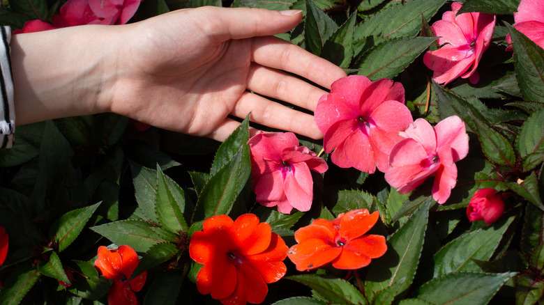 Hand touching SunPatiens flowers