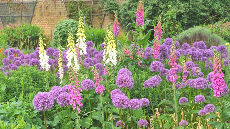 A whimsical garden display with foxgloves and alliums