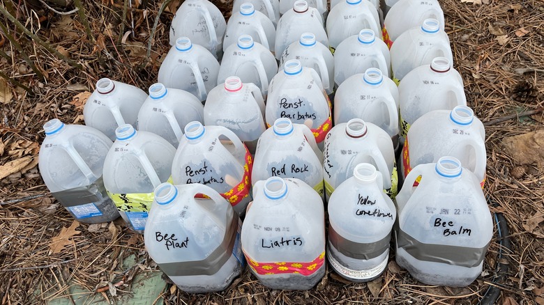 Outdoor winter seed sowing in plastic milk jugs.