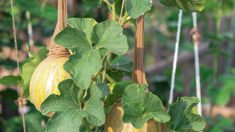 A big and heavy honeydew melon supported on pantyhose sling trellising.