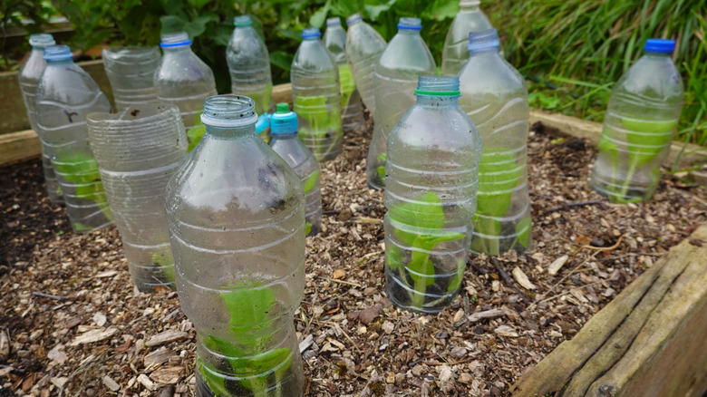 Young bok choy seedlings protected by recycled plastic bottles.
