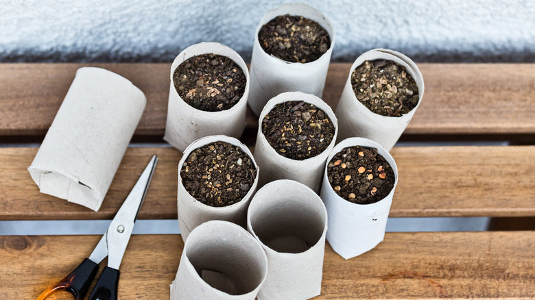 Toilet paper roll recycled as a seedling planters