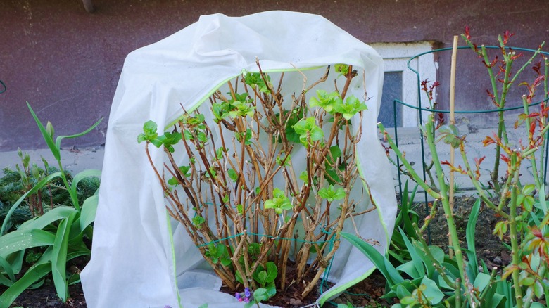 Garden hydrangea in small border covered with a protective cover against frost, wind, and rain.