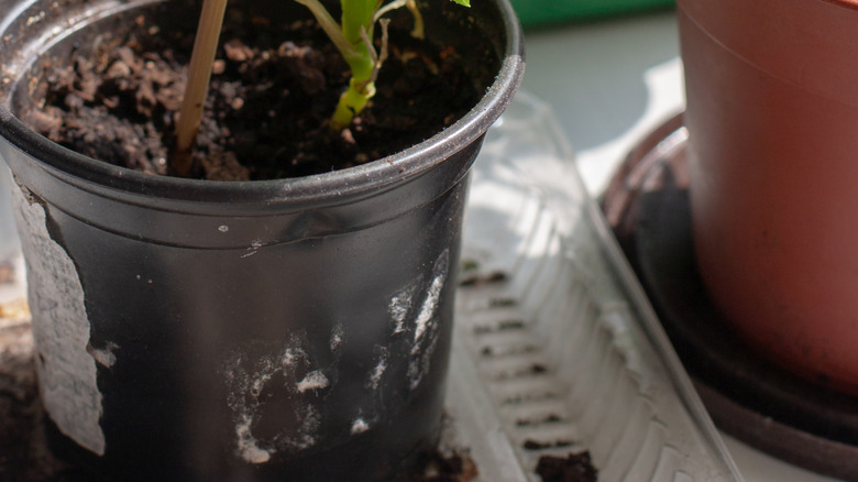 Lettuce growing in pots with chopsticks.