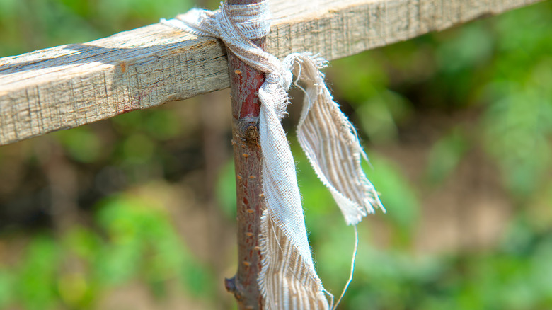 Cloth typing plant to wooden frame.