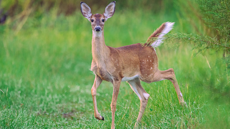 Cute young white-tailed doe prancing through a grassy area