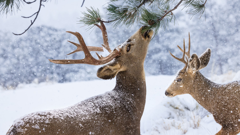 White-tailed buck eating pine tree needles in the snow