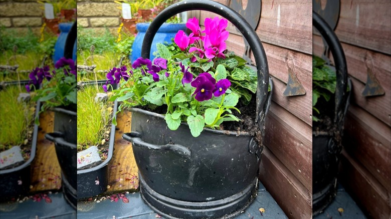 An antique coal scuttle transformed into a flower planter