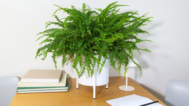 Potted Boston fern sitting on a desk.