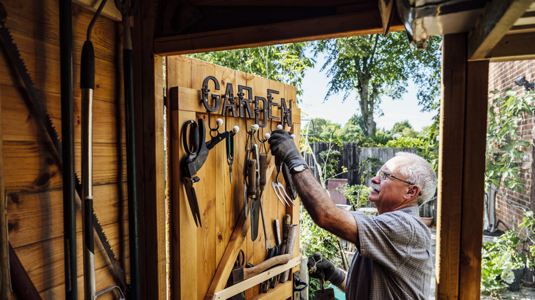 A man reaching for a gardening tool on the inner door of a shed.