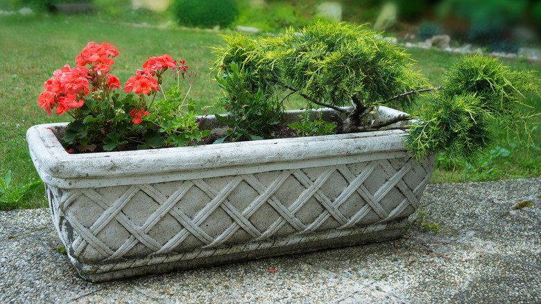 A vintage concrete planter filled with flowers sitting on the side of a path