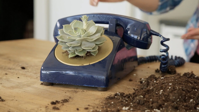 A dark blue rotary phone planter holding a succulent