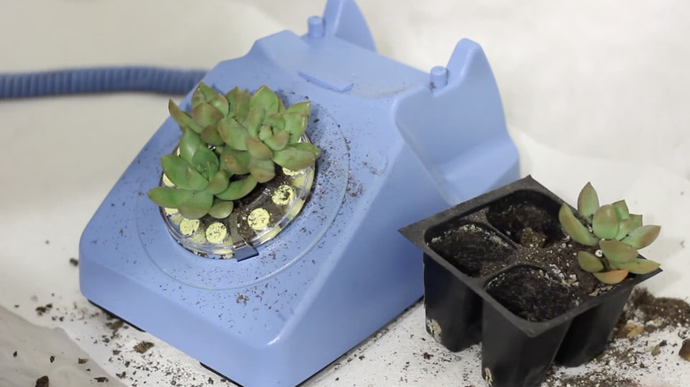 A plant in a blue rotary phone still dirty with soil