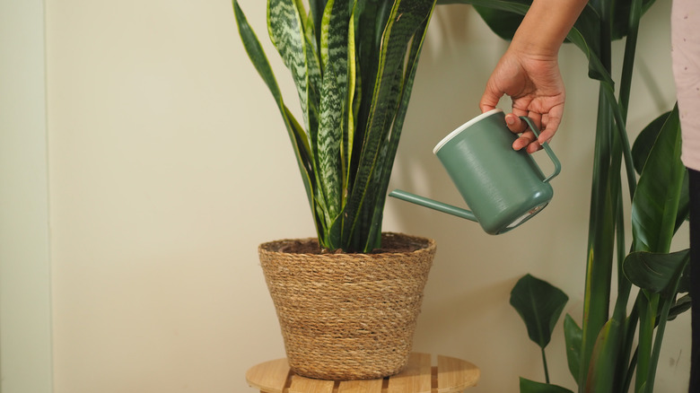 A person waters a snake plant in a jute planter with a green metal watering can.