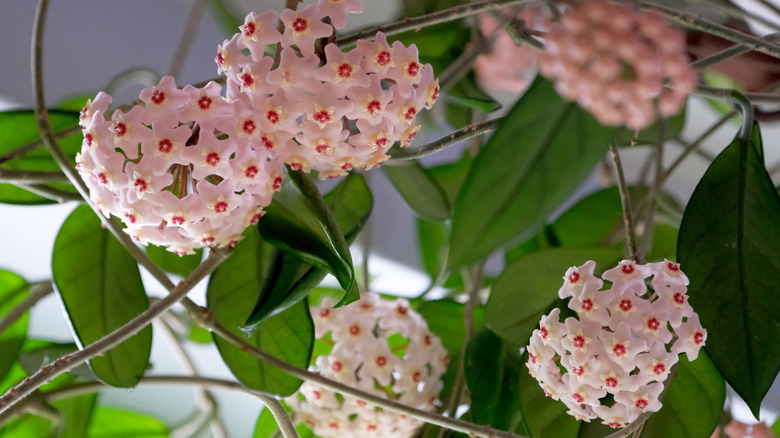 Close up of Hoya carnosa flowers.