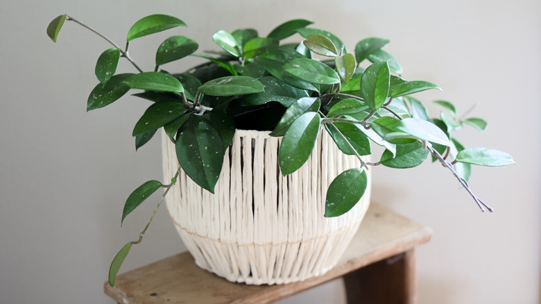 Hoya carnosa plant in white pot sitting on wooden stool.