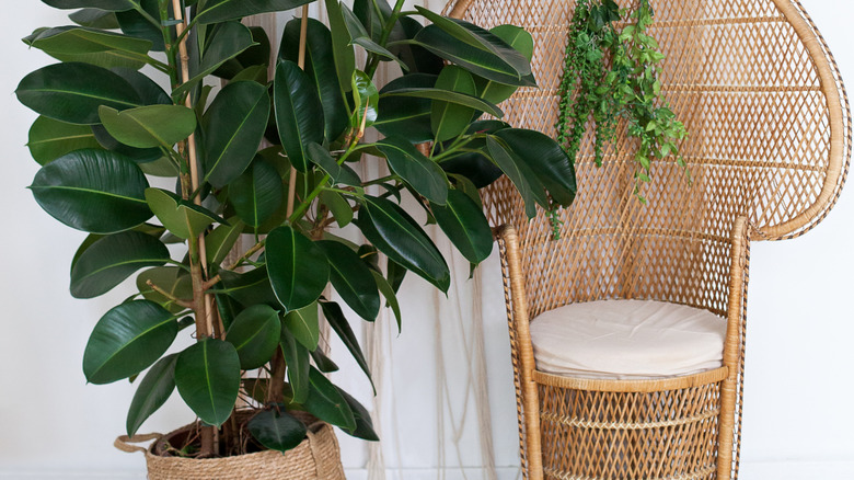 large rubber tree in a rattan planter next to a rattan chair