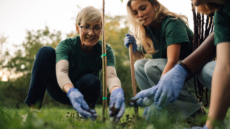 Gardeners planting a tree