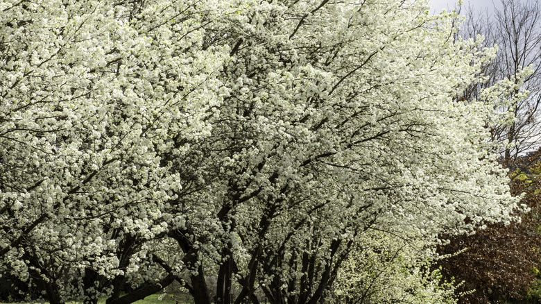 Bradford pear trees in bloom
