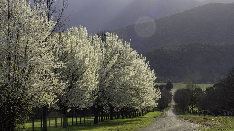 A line of Bradford pears in bloom