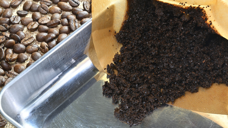 spreading moist coffee grounds on a tray