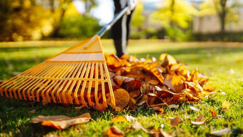 Person raking leaves in a yard